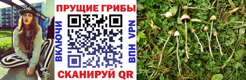 Купить закладки  Апшеронск  Псилоцибиновые грибы Psilocybine cubensis 